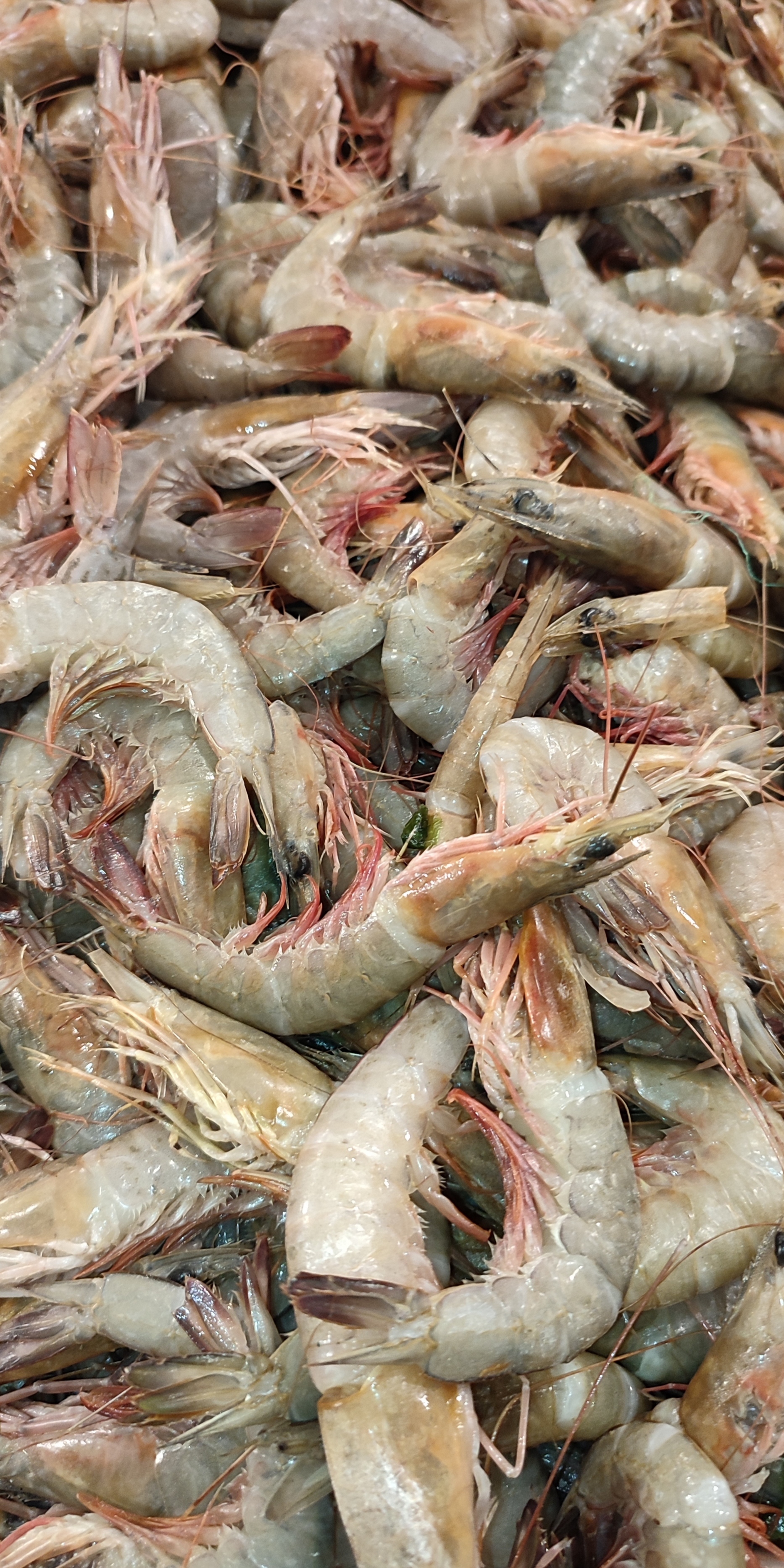 Brown Shrimp - جمبري خشابي